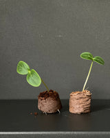 Cultivation briquettes 30 pieces