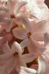 Pastel Sorbet Collection - designad blomsterlöksrabatt