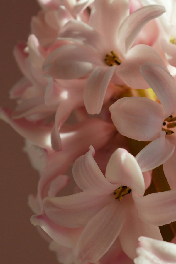 Hyacinth 'China Pink'