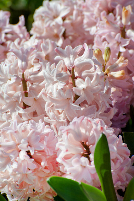 Hyacinth 'China Pink'