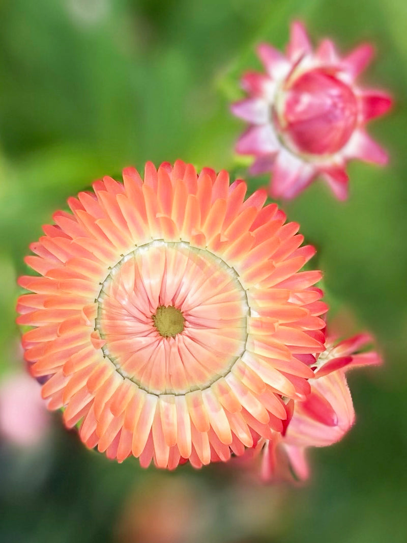 Eternell 'Apricot Peach Mix'