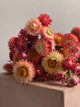 Eternell 'Apricot Peach Mix'