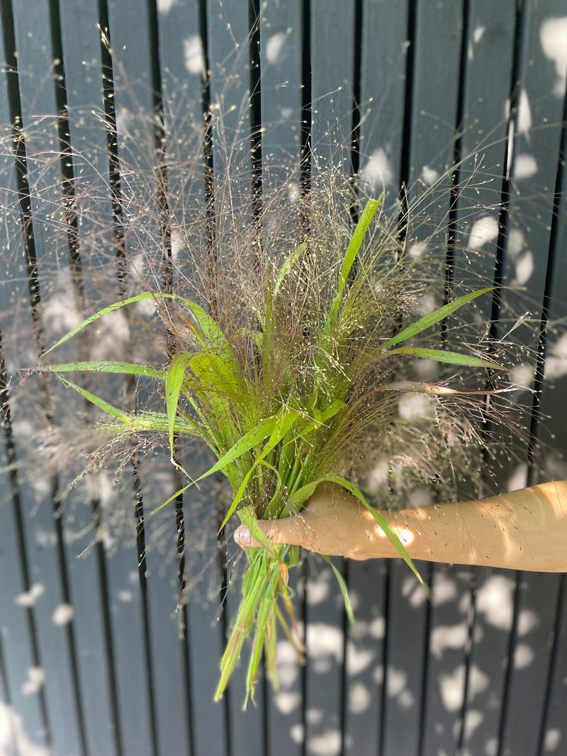 Jungfruhirs 'Fontaine' - Nyhet!
