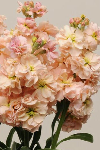 Lövkoja 'Katz Apricot' - Nyhet!