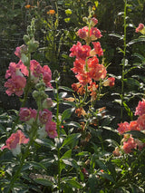 Lejongap 'Madame Butterfly Cherry Bronze' F1 - Nyhet!
