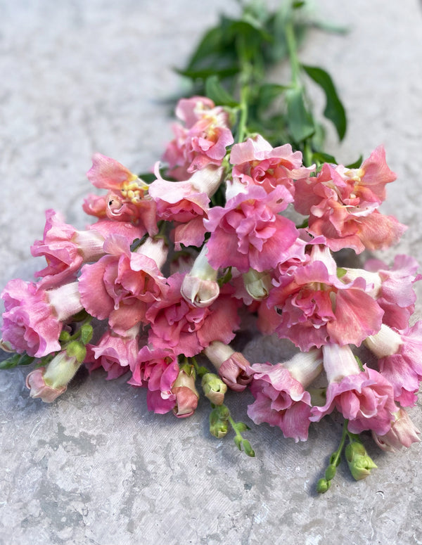 Lejongap 'Madame Butterfly Cherry Bronze' F1 - Nyhet!