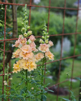 Lejongap 'Snapster Champagne' F1 - Nyhet!