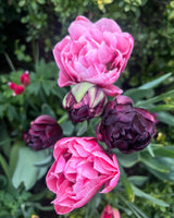 Lipstick Love Collection - designad blomsterlöksrabatt