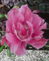 Tulpan 'Aveyron '