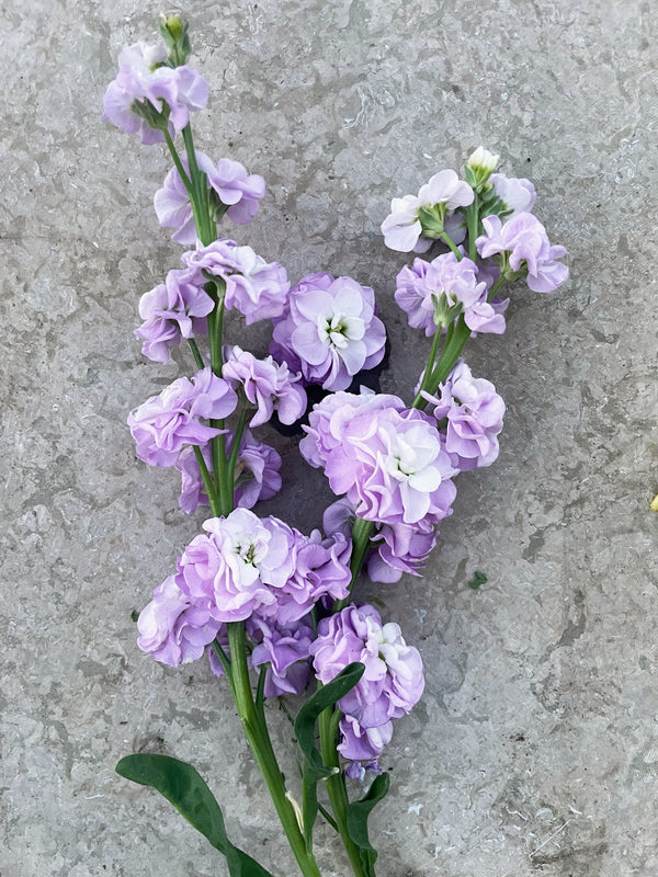 Lövkoja 'Katz Lavender Blue' - Nyhet!