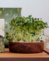 Microgreens 'Curly Kale' - Nyhet!