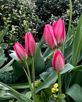 Lipstick Love Collection - designad blomsterlöksrabatt