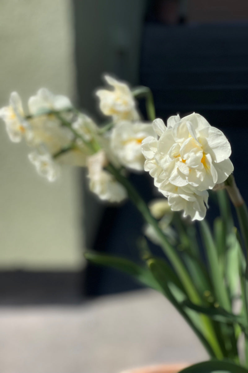 Narciss 'Erchlicheer'