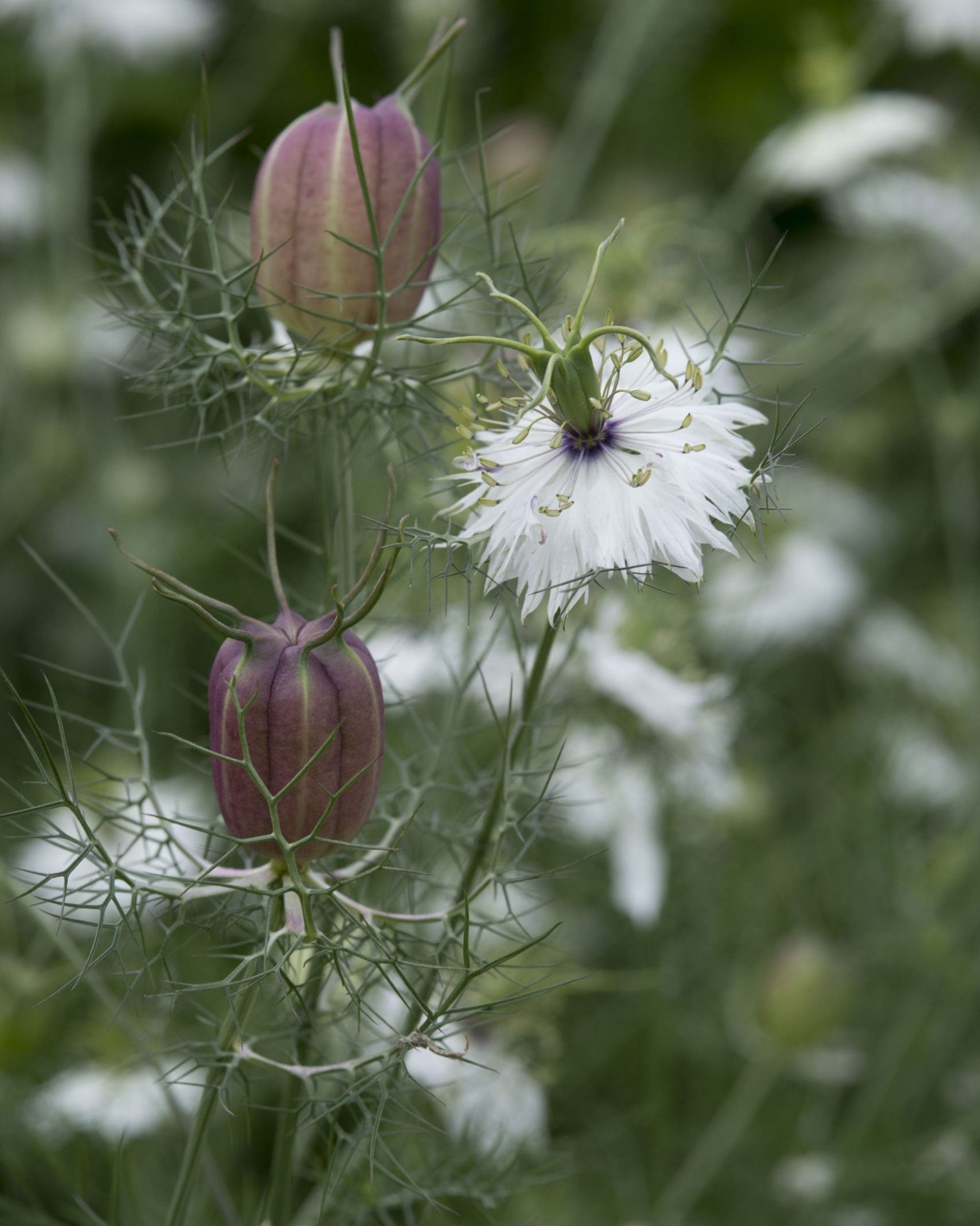 Nigella ´Albion Black Pod´ – New Botanic