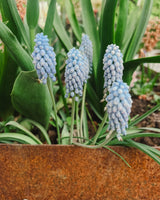 Pärlhyacint 'Ocean Magic'