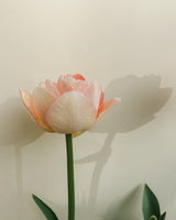 Tulpan 'Charming Lady'