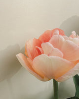 Tulpan 'Charming Lady'