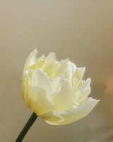Pastel Sorbet Collection - designad blomsterlöksrabatt