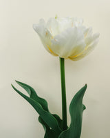 Tulpan 'Verona'