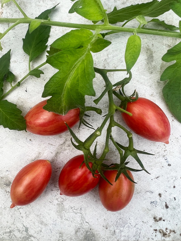 Tomat Artisan 'Pink Tiger', Ekologisk - Nyhet!