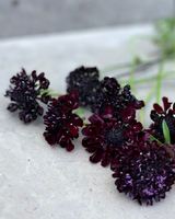 Praktvädd 'Black Knight' - Nyhet!