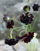 Praktvädd 'Black Knight' - Nyhet!