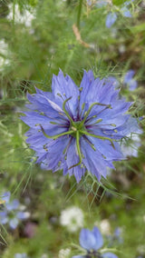Nigella 'Miss Jekyll Darkblue'  - Nyhet!
