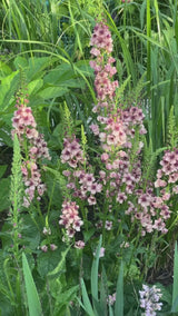 Kungsljus 'Southern charm'