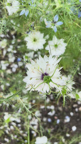 Nigella ´Albion Black Pod´