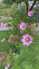 Rosenskära 'Fizzy Rose Picotee' - Nyhet!