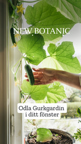 Gurkgardin - För den som vill skörda från ett prunkande fönster