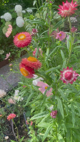 Eternell 'Apricot Peach Mix'