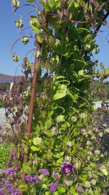 Klockranka 'Alba' - Nyhet!