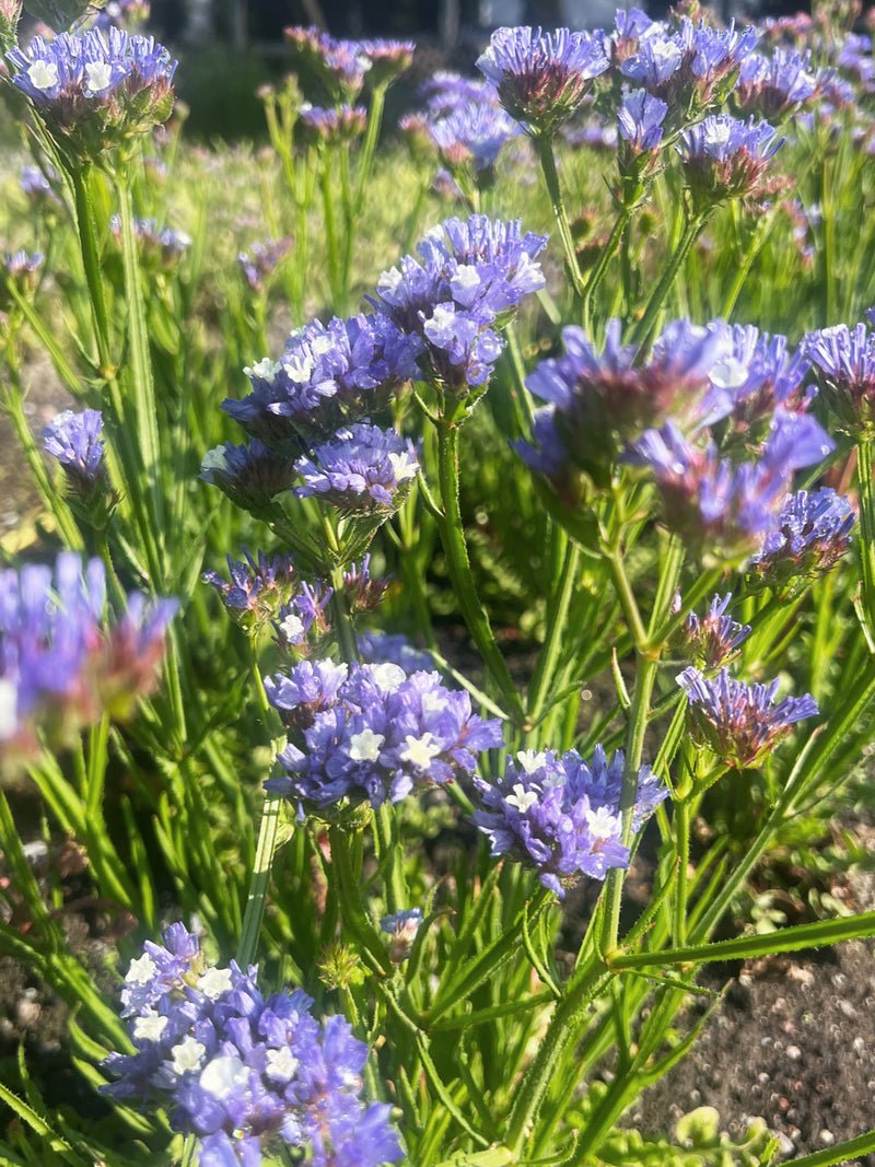 Risp 'Pale Blue' - Nyhet!