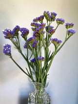 Risp 'Pale Blue' - Nyhet!