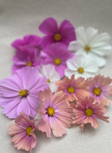 Rosenskära 'Apricotta'