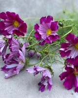 Rosenskära 'Sea Shells Red' - Nyhet!