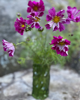 Rosenskära 'Sea Shells Red' - Nyhet!