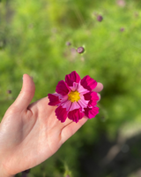 Rosenskära 'Sea Shells Red' - Nyhet!