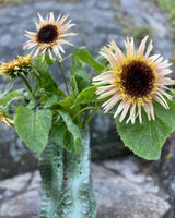 Solros 'Astra Rose' - Nyhet!