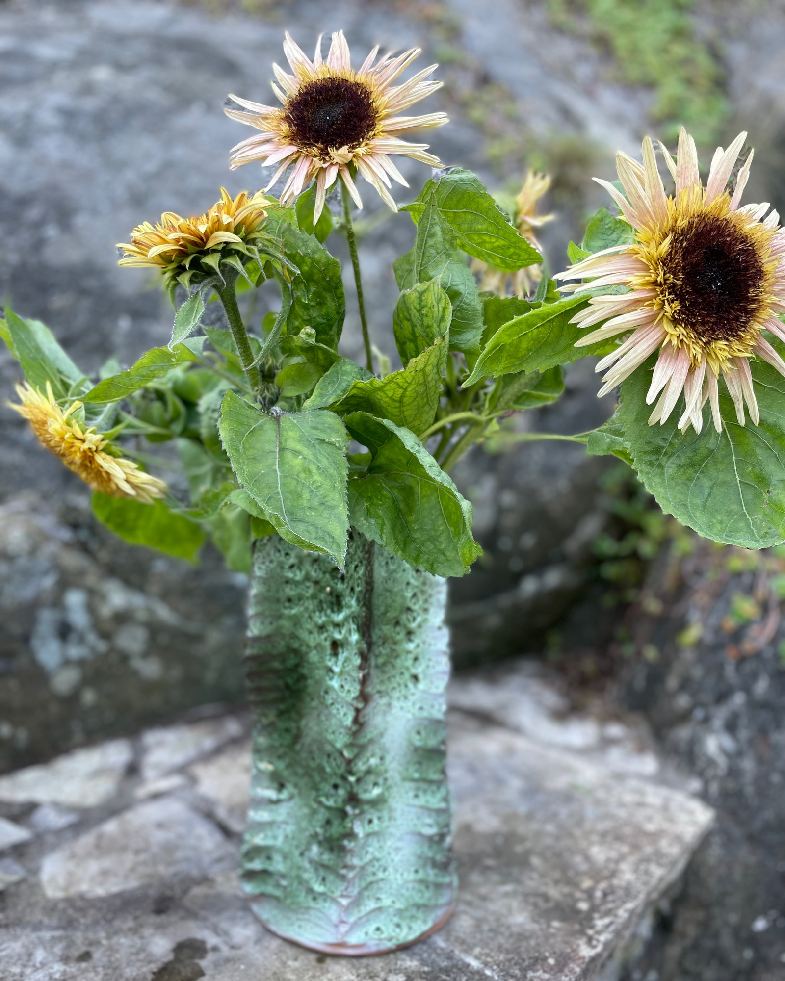 rose sunflower seeds Sunflower 'Astra Rose'