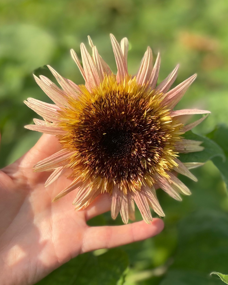 rose sunflower seeds Sunflower 'Astra Rose'