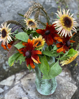 Solros 'Astra Rose' - Nyhet!