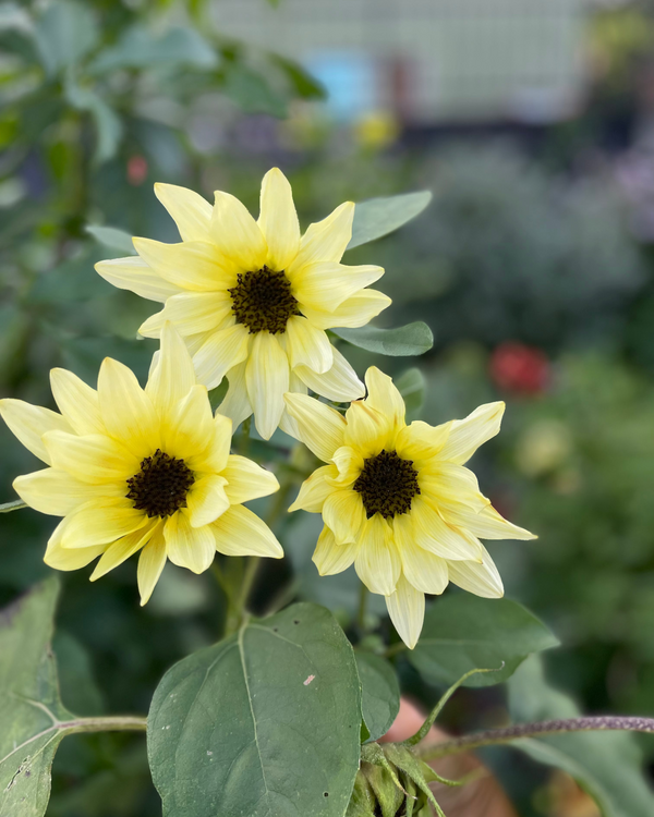 Solros 'Buttercream' F1