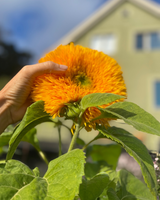 Solros 'Goldy Double'