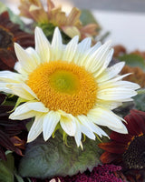 Solros 'Pro Cut White Lite' F1