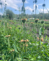 Sommalejonöra 'Shrimp Cocktail' Ekologisk - Nyhet!