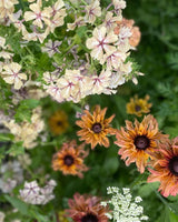 Sommarrudbeckia  ´Sahara´