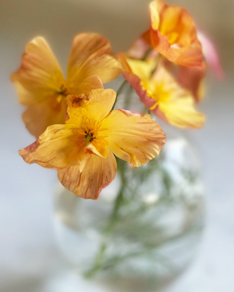 Sömntuta 'Thai Silk Apricot' - Nyhet!