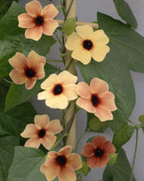 Svartöga 'African Sunset' - Nyhet!